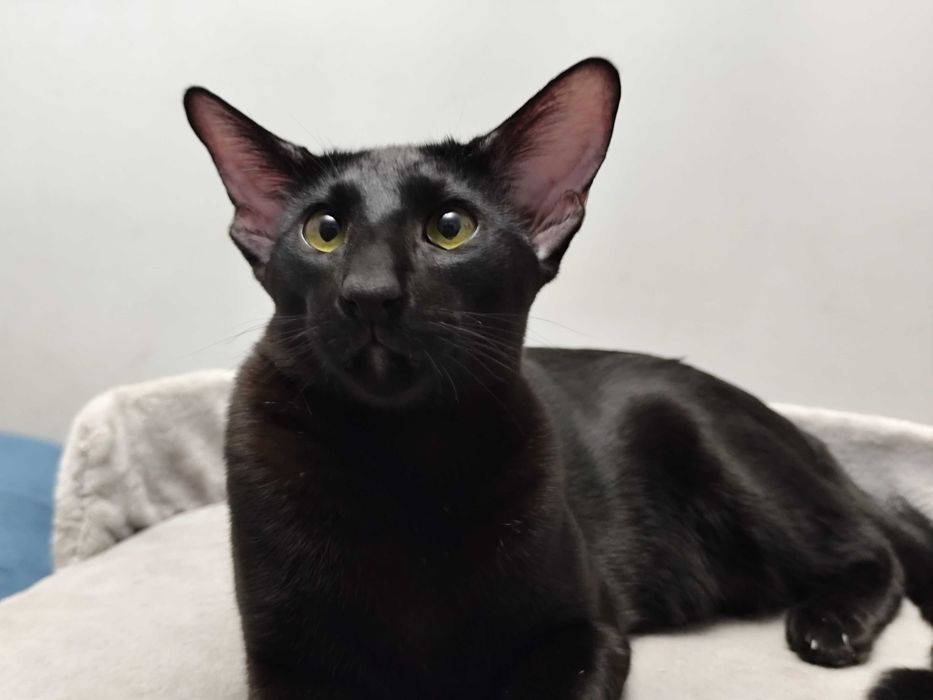 Вязка ориентального кота