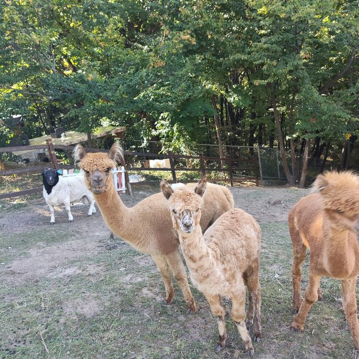 Vând Lamă Alpaca