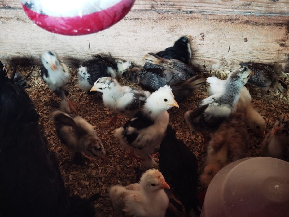 Vând pui încălțați de 2 săptămâni