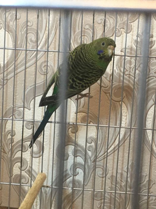 Papugay toti qush perevaznoy qora qanot