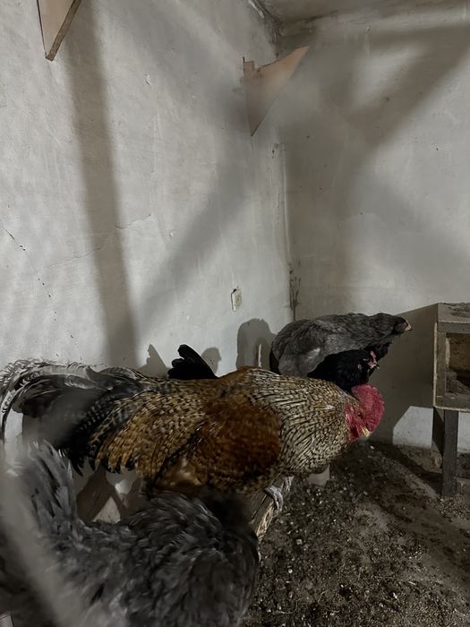 Продам петуха на племя