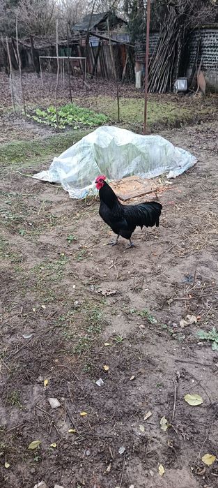 Cocosi Australop