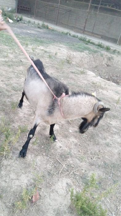 Альпиский козелы