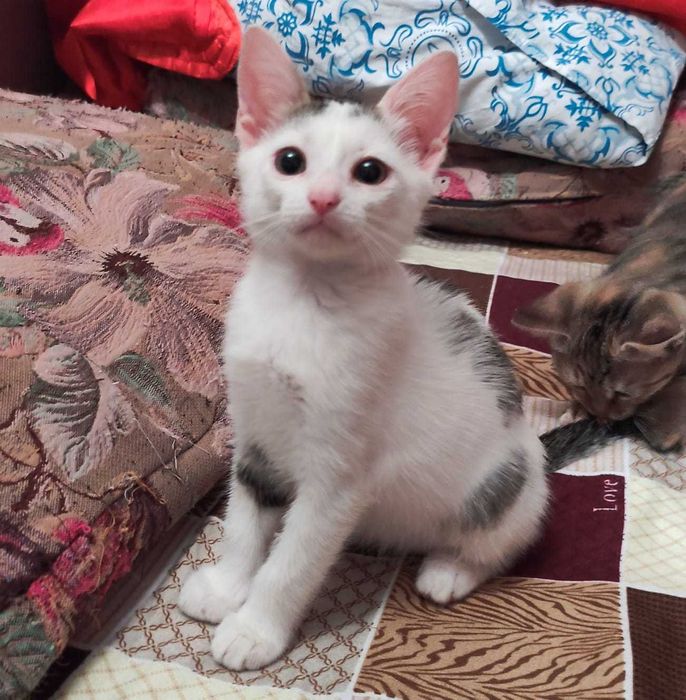 Котята в добрые ручки