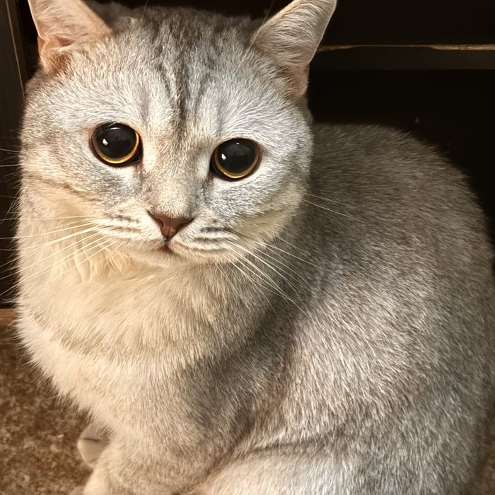 Отдам кота в хорошие руки