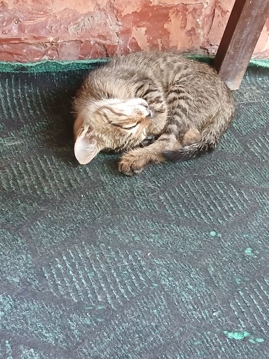 Ona bola mushuk beriladi