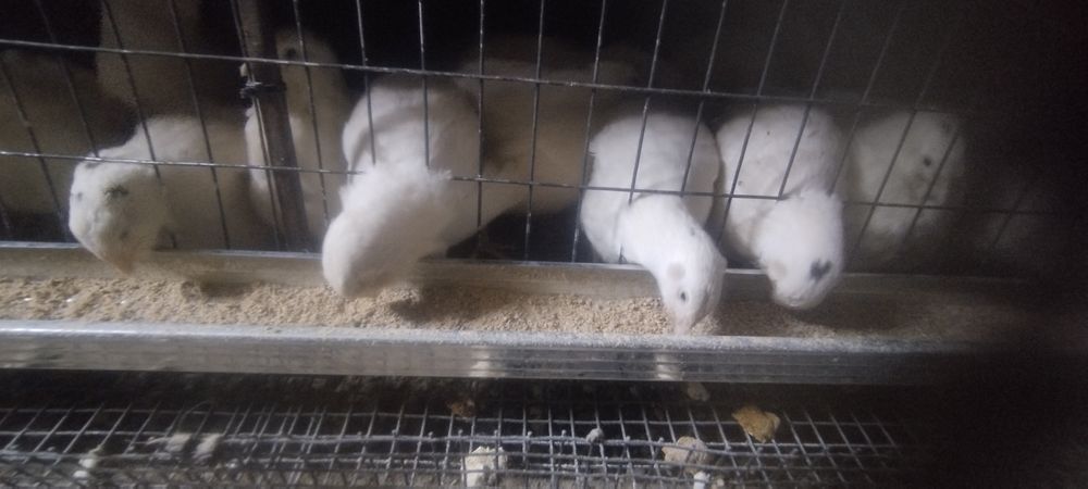 Перепёлки порода ТЕХАС