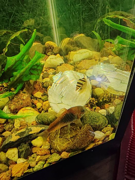 Продам Хелены улитки