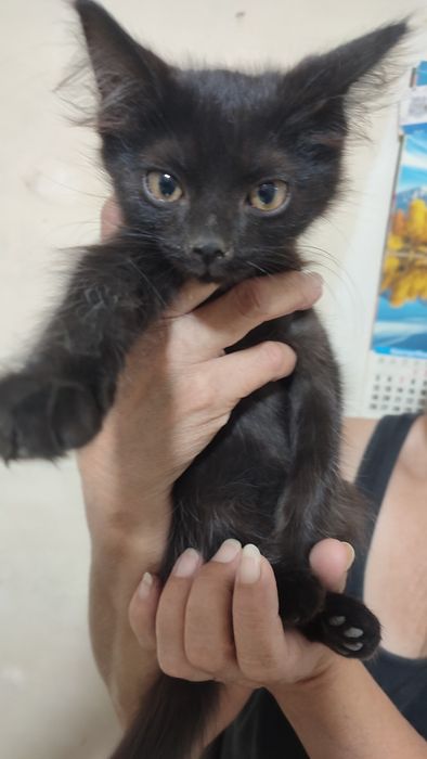 Отдам котенка в хорошие руки