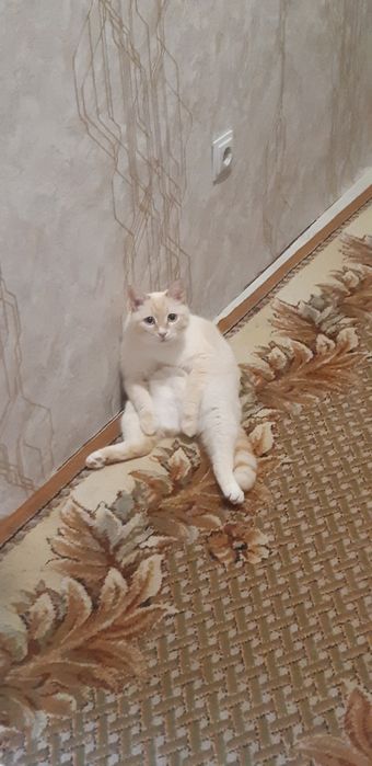 Кот отдам в хорошие руки