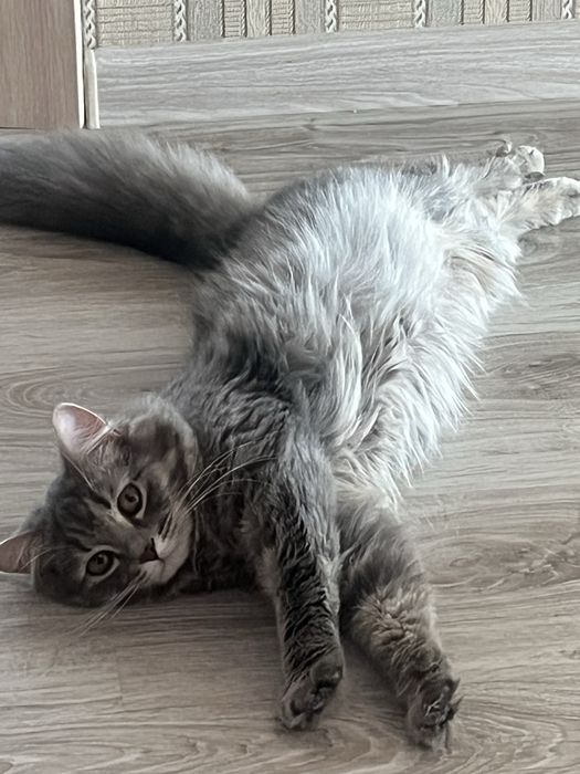 Отдам кошечек в одну семью