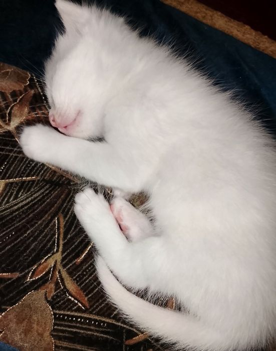 Turkish angora bir oyu ikki hafta oʻgʻil bola