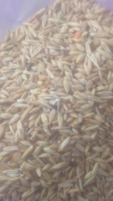 ОТХОДЫ Отруби зерноотходы Овёс