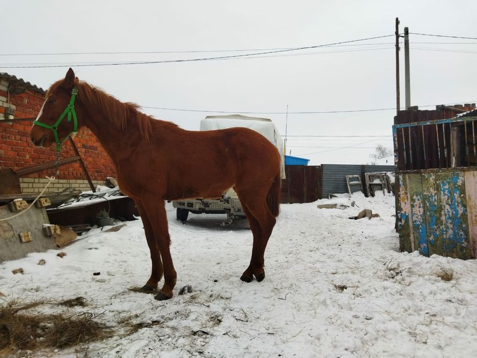 Продается кобыла