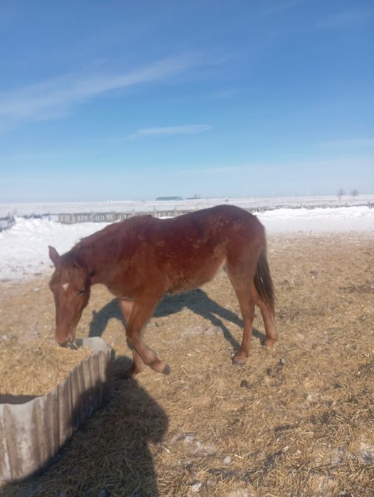 В продаже кобылка