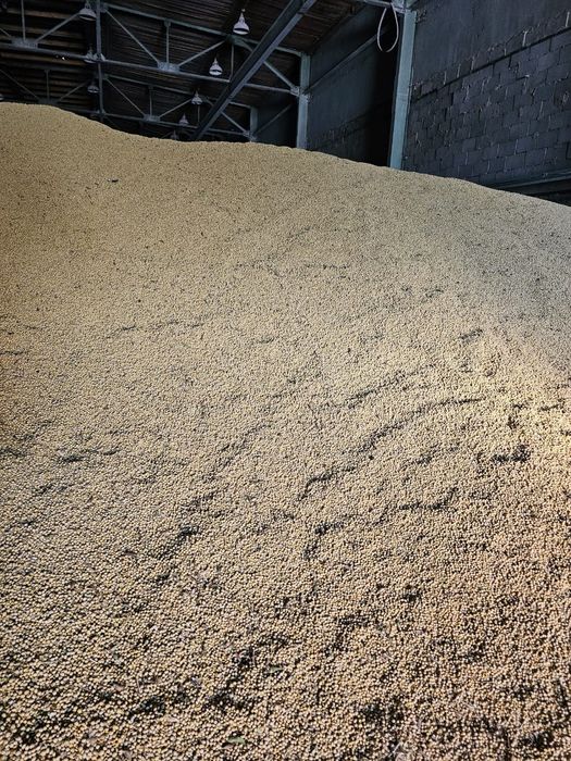 Соя ( соевые бобы)