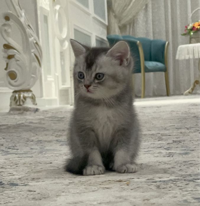 Britanka va shotlandskiyni bolalari