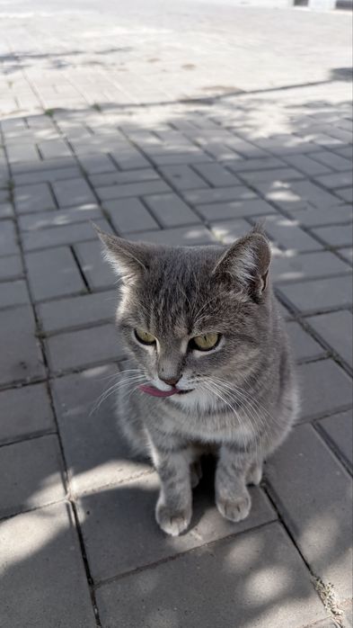 Котик пародистый очень красивый ласковый