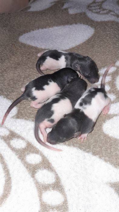 Продам ручных крысят