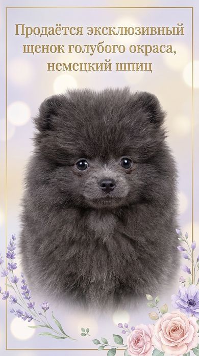 Щенки Немецкий шпиц