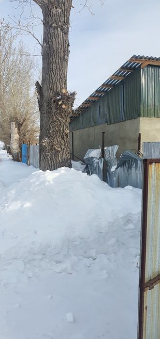 Продам сухой Тополь