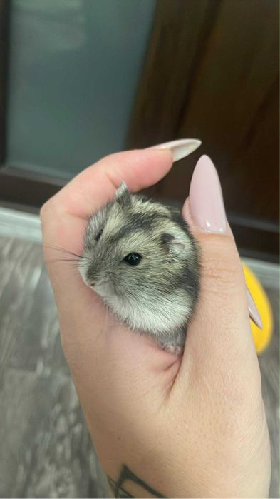 Donez hamsteri URGENT