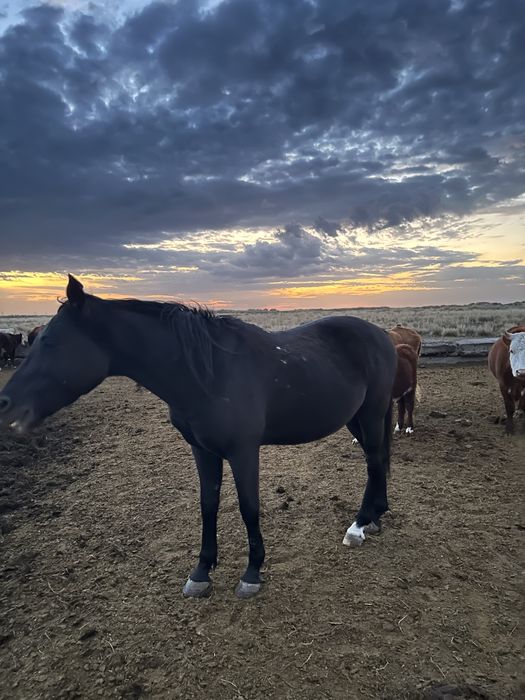 Араб полукровка айгыр