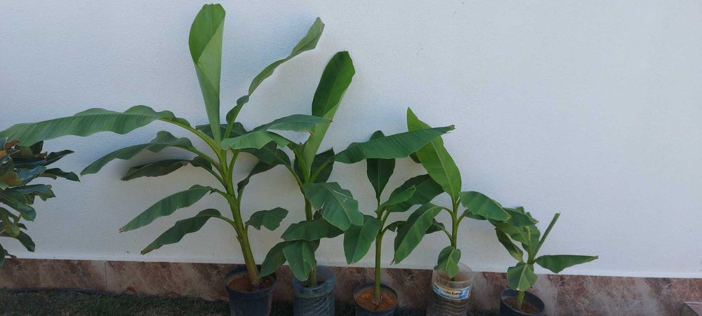 Студеноустойчиви Банани Муса Баджо