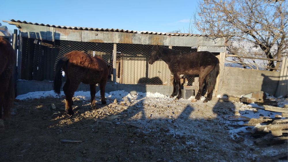 Продам лошадей в Акылбае
