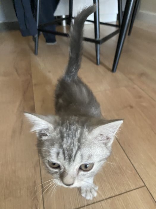 Продам котенка породистая