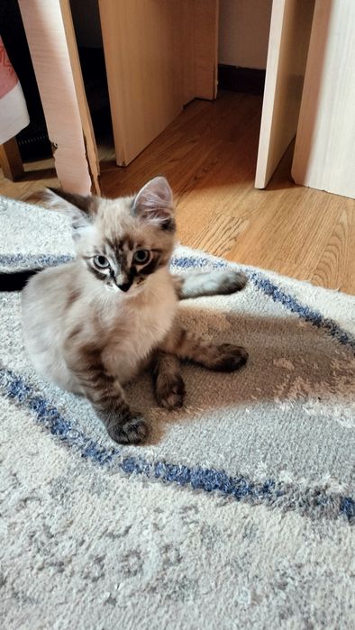 Котенок. Родился 12 апреля