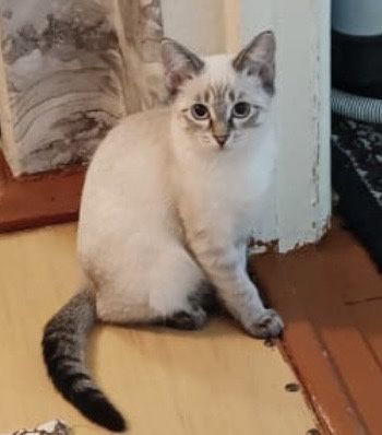 Отдам кошечку в добрые руки.