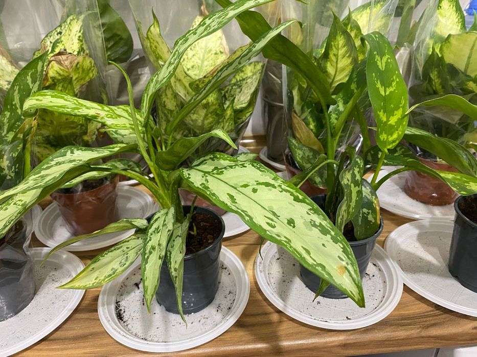 Аглеонема комнатная