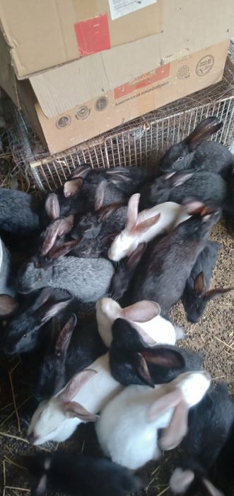 Продам кроликоов