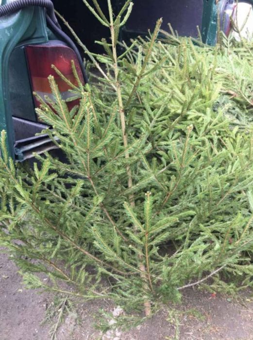 Brazi pentru nunti evenimente