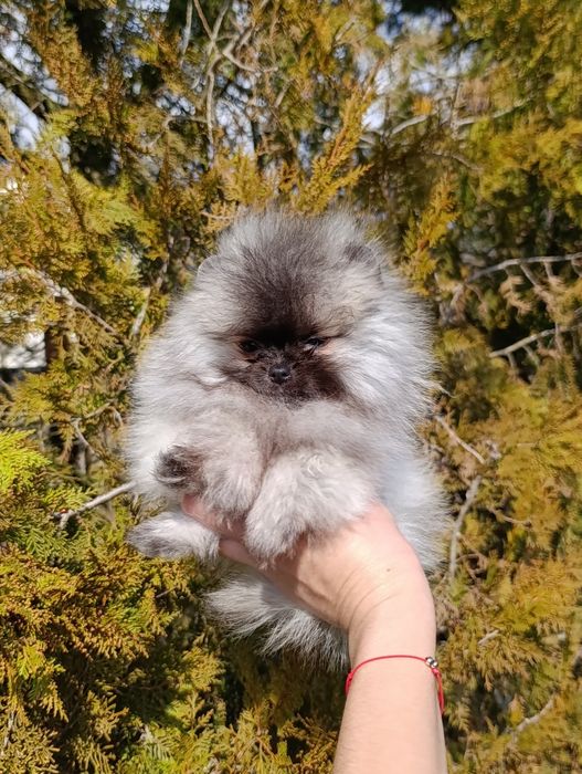Pomeranian femela mini toy