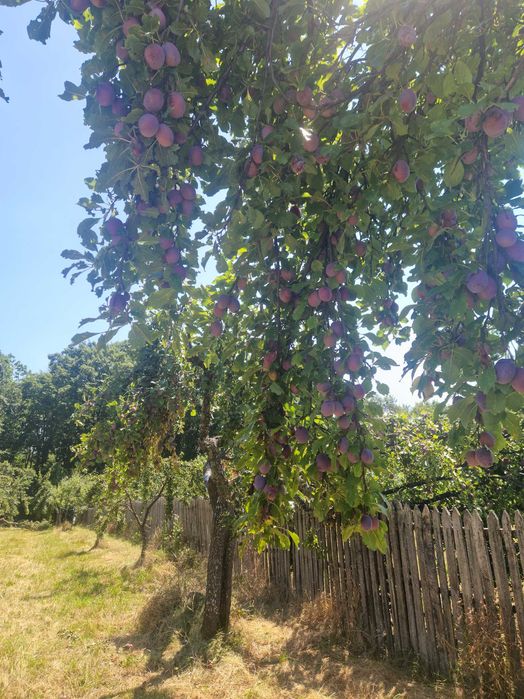 Prune pentru piața