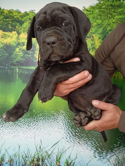 Кане Корсо cane Corso Italiano