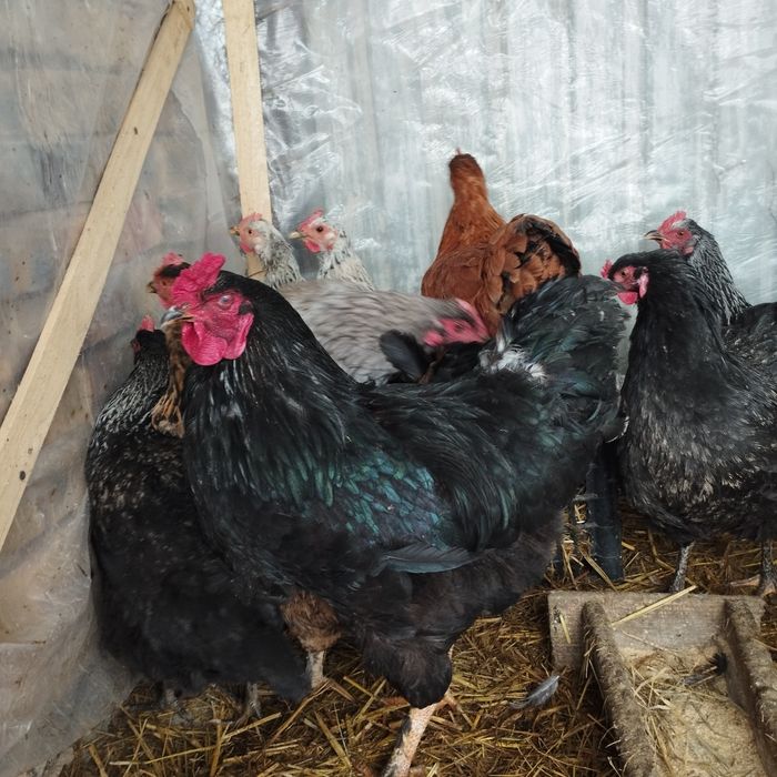 Продам куры домашние