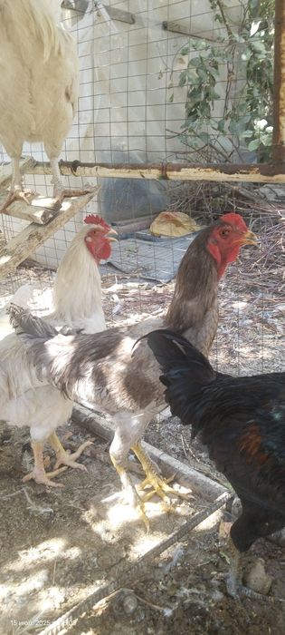 Голландские петухи