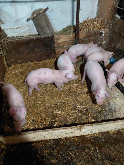 Продавам малки прасенца