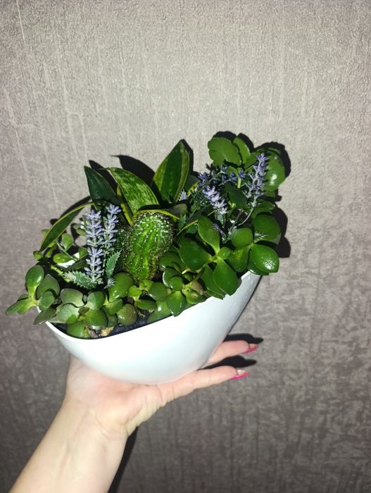 Продам флорариум минисадик