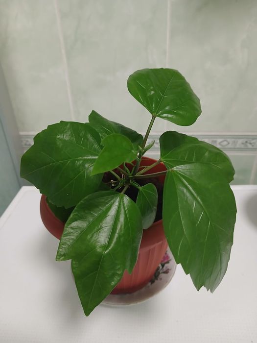 Комнатные цветы, центр