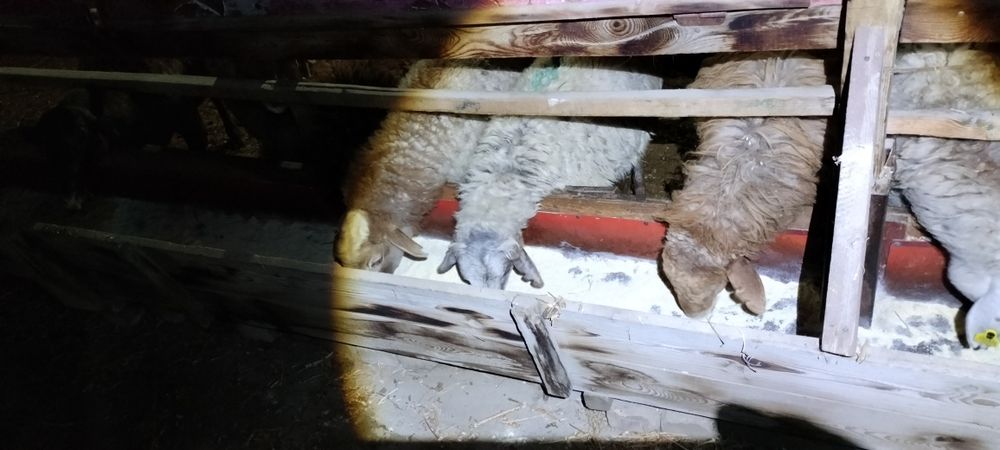 Кой 10 шт токты 22