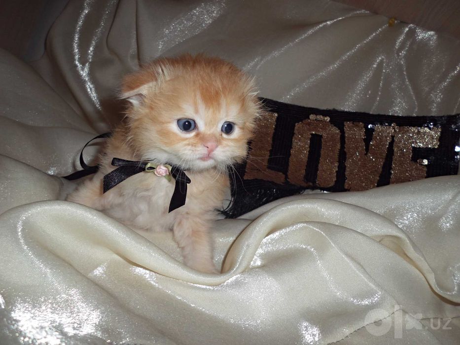 Чистокровный котенок скоттиш фолд