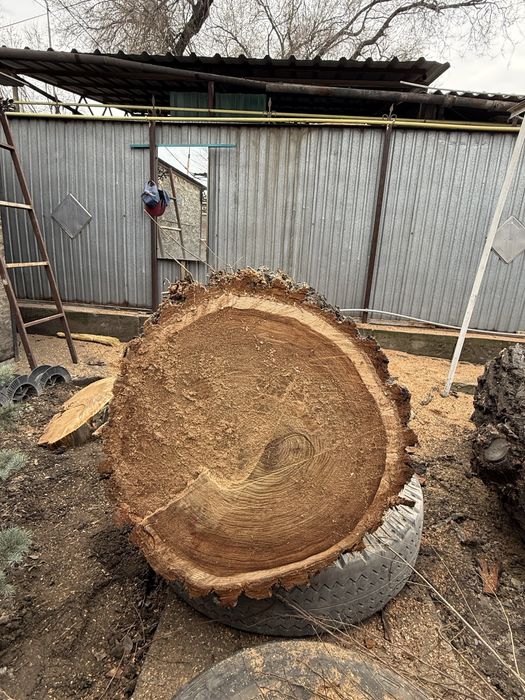 Продам карагаш 2 метра  диаметр 70 см