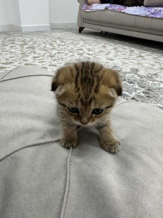 Шатландский вислоухий