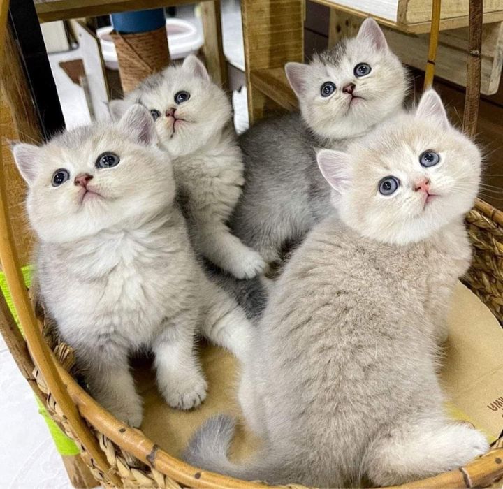 Продам чистокровных породистых котят!