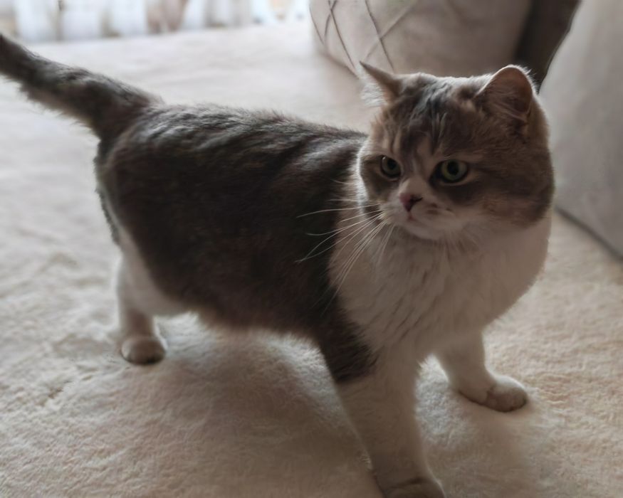 Shinshila mushuk sotiladi