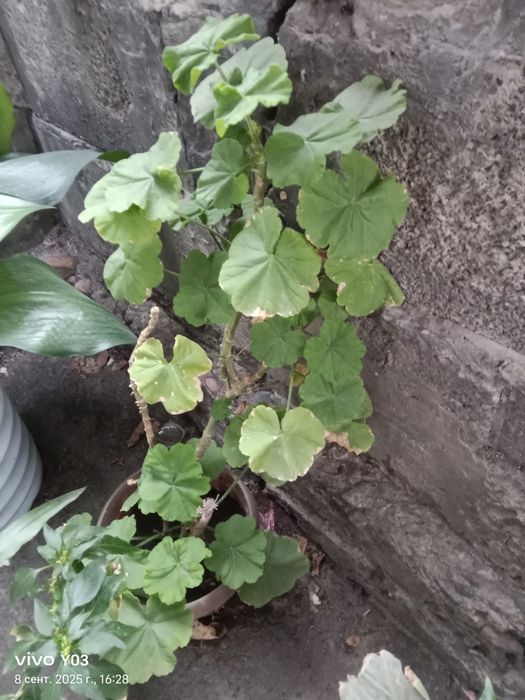 Комнатные цветы разные